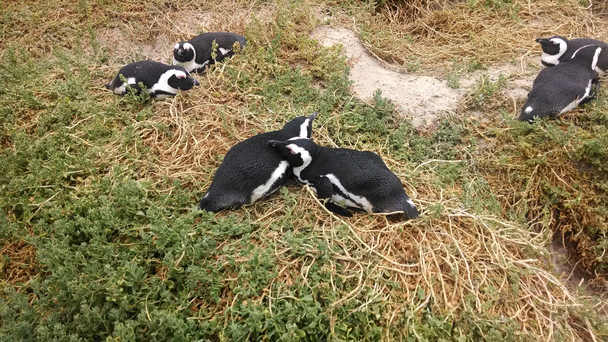 Penguin Mates